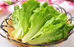 <strong>生菜無土栽培技術的實用小建議！</strong>