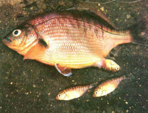 <strong>誘發大規模爆發性魚病-越冬綜合症的因素</strong>