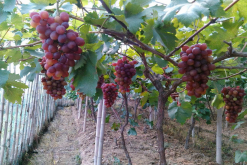 葡萄架下適合套種什麼菜？