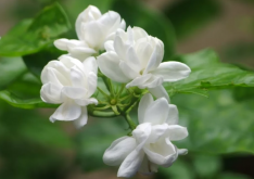 <strong>掌握這三點！輕鬆解決茉莉掉苞的問題</strong>