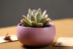 <strong>多肉植物為什麼總是有介殼蟲呢？</strong>