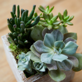 <strong>植物營養不足或者營養怎麼解決？</strong>