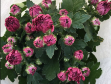 <strong>如意菊什麼時候開花？ - 如意菊栽培知識科普</strong>