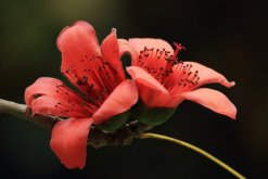 <strong>廣州的市花是什麼花？</strong>