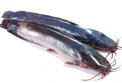 <strong>胡子鯰怎麼養殖？</strong>