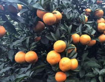 <strong>果樹種植中大實蠅為什麼難防?</strong>