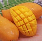 <b>芒果瘡痂發病症狀特點和危害</b>
