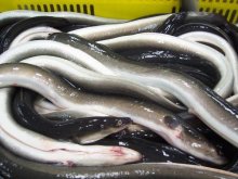 <strong>為什麼可以人工飼養鰻魚卻不能人工繁殖鰻魚苗</strong>