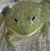 <strong>牛蛙養殖注意事項</strong>