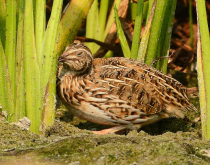 <strong>魚肝油在鵪鶉養殖中的有哪些好處？</strong>
