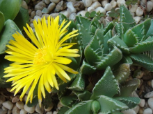 <strong>多肉植物四海波怎麼養殖 </strong>