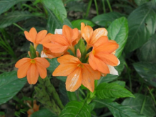 <strong>鳥尾花的花語是什麼，在室內可以養嗎？</strong>