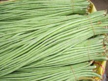 <strong>豆角的種植技術</strong>