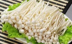 <strong>金針菇的種植技術</strong>