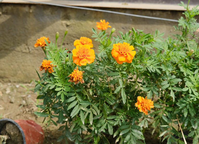 萬壽菊種植方法