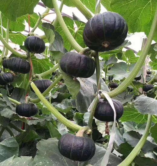 種植南瓜時隻開花不結果?