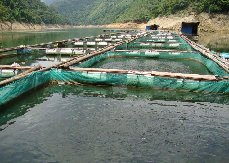 網箱養魚防逃技術