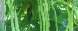 <strong>豆角苦怎麼辦？</strong>