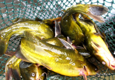 <strong>黃顙魚對水質有什麼要求?</strong>