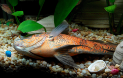 <strong>地圖魚吃什麼？怎麼養？</strong>