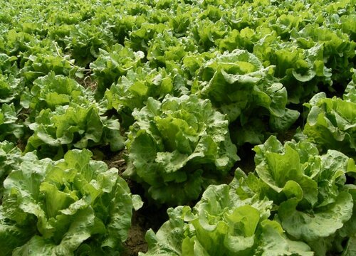 夏至適合種植什麼食物?