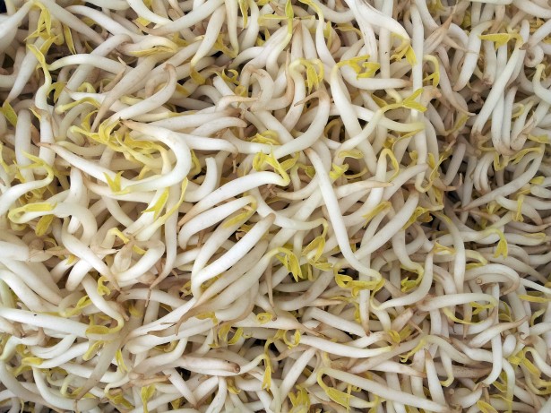 怎麼管理種植豆芽?