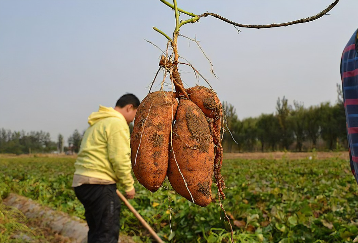 如何判斷紅薯是否能采摘?