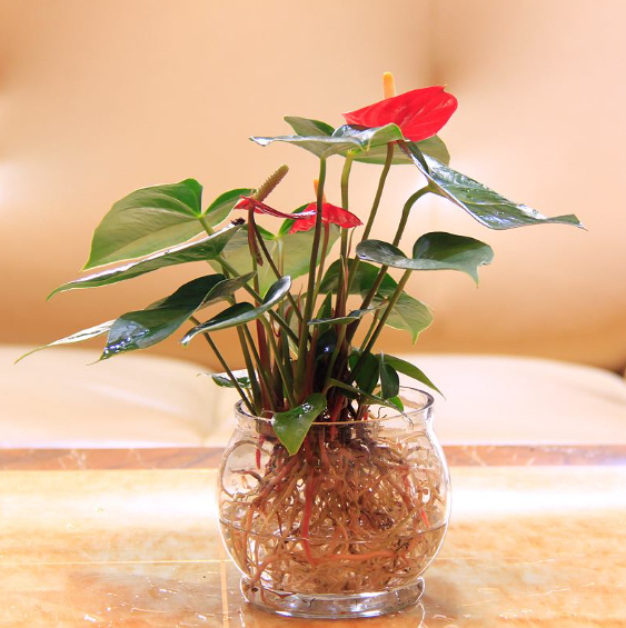 水培植物都有哪些?水培養護需注意什麼?