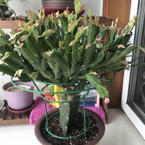 淘米水發酵後可以澆哪些植物?