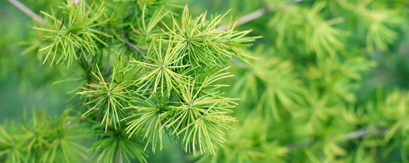 什麼季節適合栽培蓬萊鬆,蓬萊鬆種植和播種的方法有哪些?