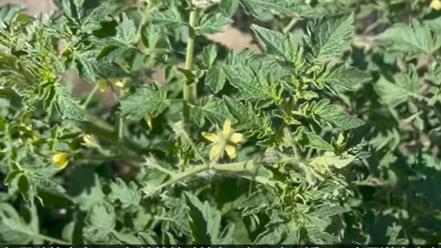 避開種植西紅柿易犯的九種錯誤，才能結出好吃高產的果子