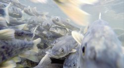 <strong>湟魚又名叫做青海湖裸鯉，這是什麼魚？</strong>