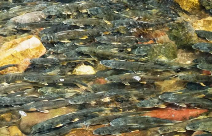 湟魚又名叫做青海湖裸鯉,這是什麼魚?
