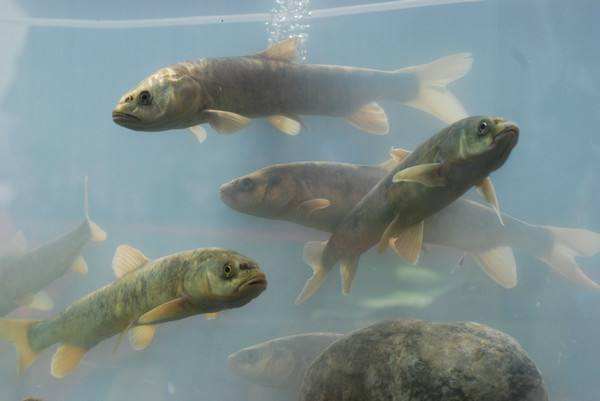 湟魚又名叫做青海湖裸鯉,這是什麼魚?