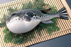 <strong>河豚哪些部位毒素較大 河豚中毒都有哪些症狀又該如何處理</strong>