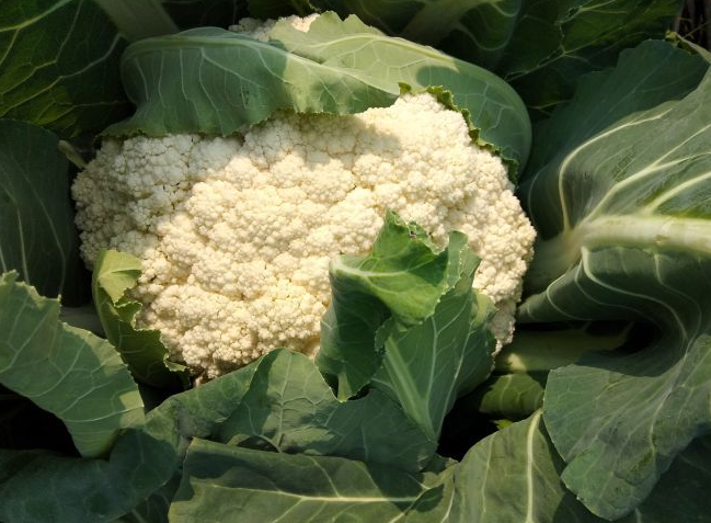 鬆花菜早花、毛花和彩花要怎麼預防好?