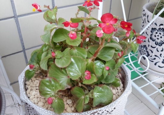 新手養花適合養什麼花 新手養花適合養什麼花?