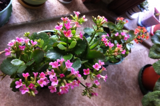 新手養花適合養什麼花 新手養花適合養什麼花?