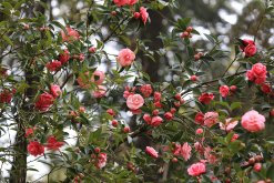 <strong>什麼季節適合栽培山茶花，山茶花種植和播種的方法有哪些</strong>