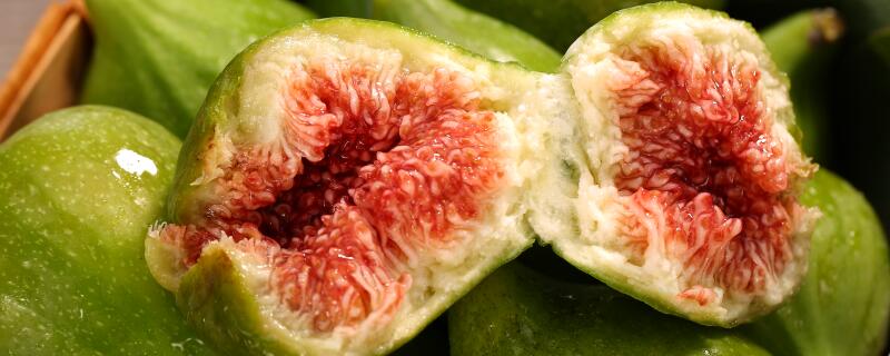 北方怎麼種植無花果,無花果在哪裏過冬?