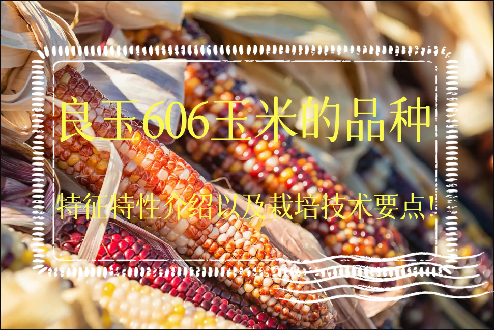 良玉606玉米的品種特征特性介紹以及栽培技術要點!