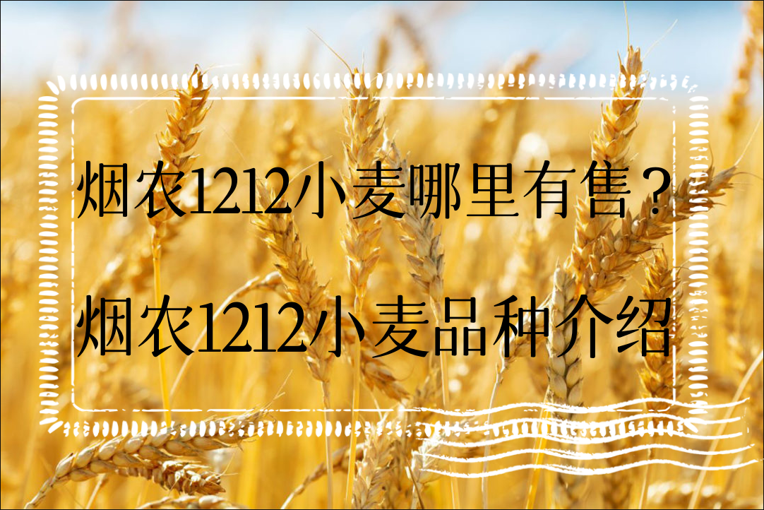煙農1212小麥哪裏有售?煙農1212小麥品種介紹