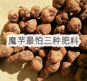 <strong>魔芋最怕三種肥料</strong>