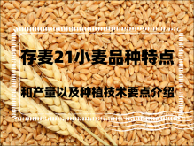 <strong>存麥21小麥品種特點和產量以及種植技術要點介紹</strong>