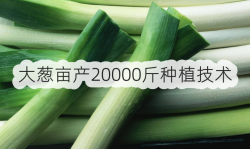 <strong>大蔥畝產20000斤種植技術</strong>