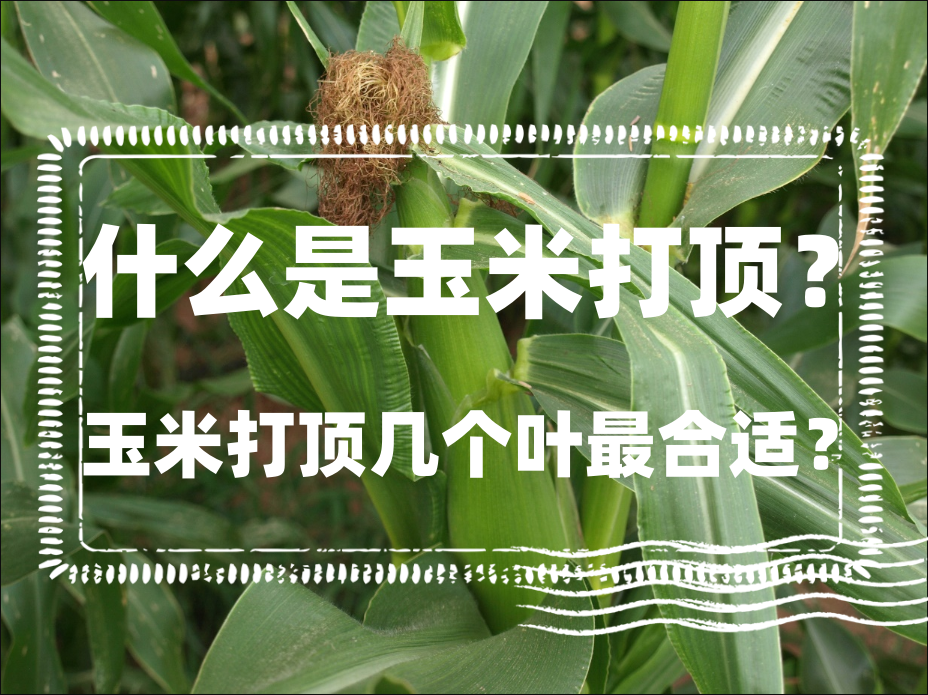 什麼是玉米打頂?玉米打頂幾個葉最合適?