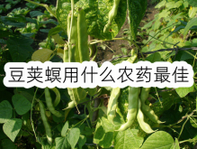 <strong>豆莢螟用什麼農藥最佳</strong>