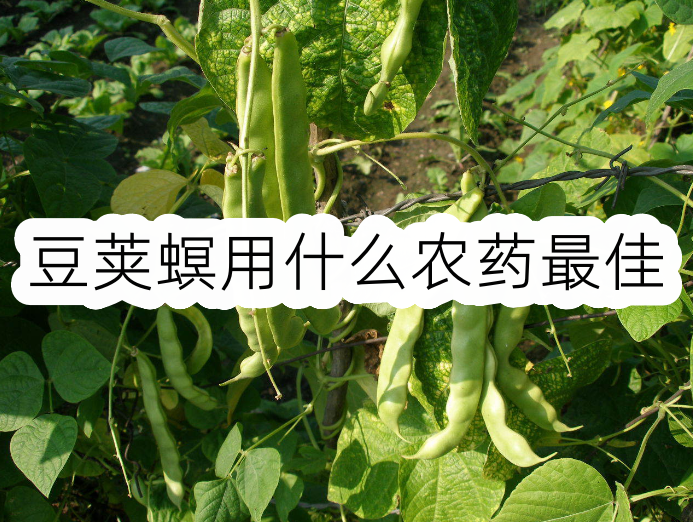 豆莢螟用什麼農藥最佳