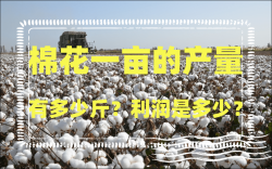 <strong>棉花一畝的產量有多少斤？利潤是多少？</strong>