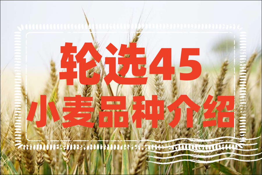 輪選45小麥品種介紹